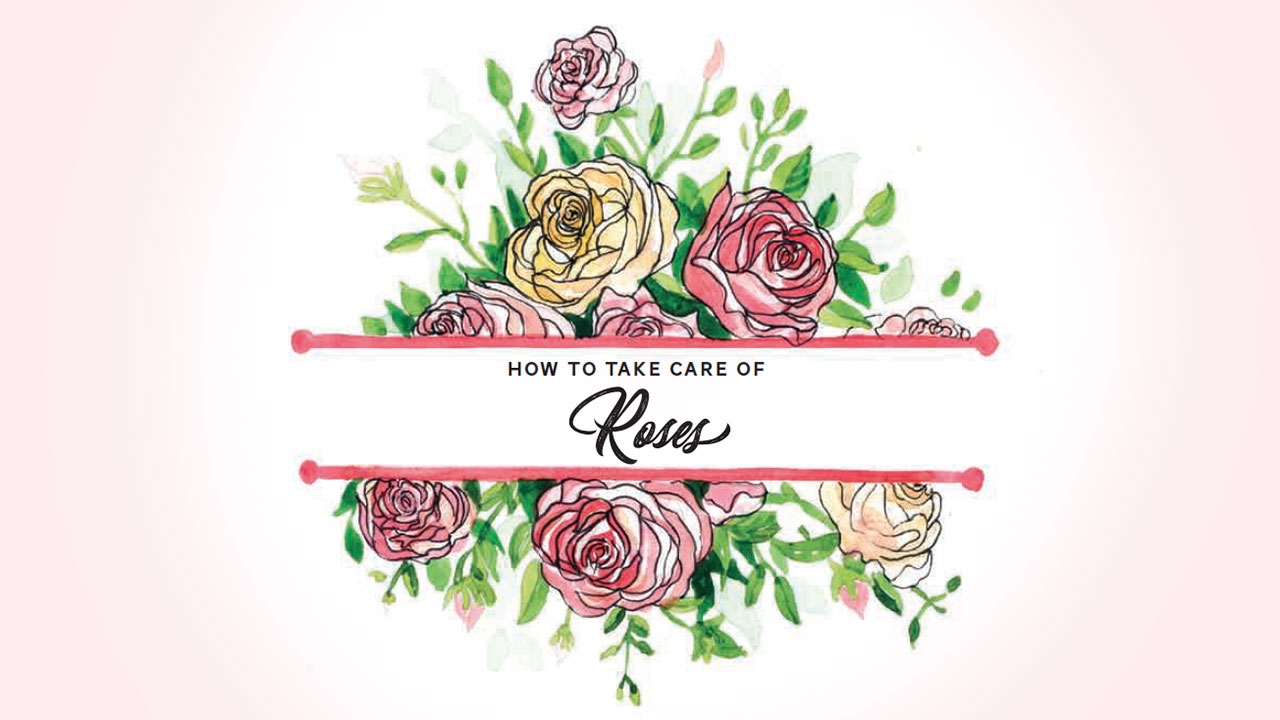 วิธีดูแลกุหลาบให้สวยเป๊ะ! 