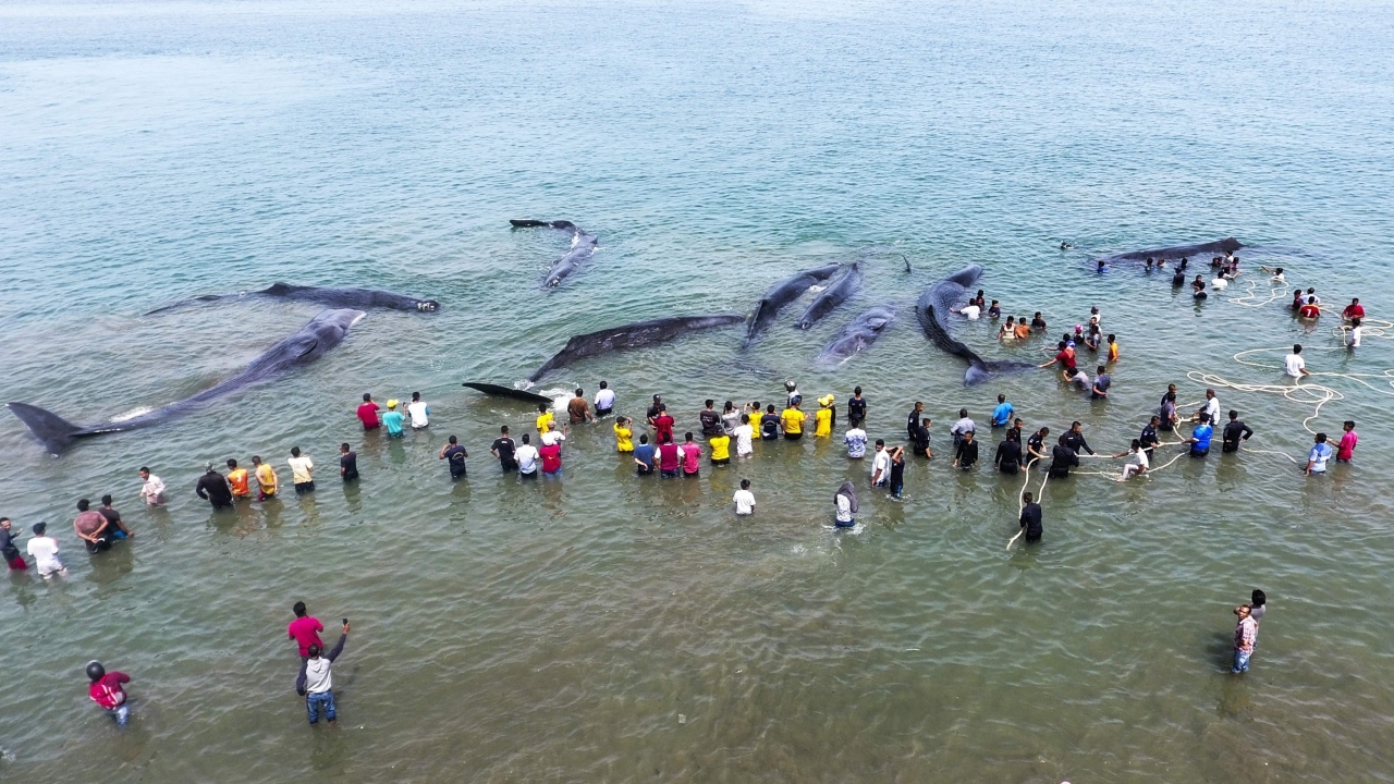 เศร้าเลย วาฬหัวทุย เกยตื้นชายหาดอินโดฯ10 ตัว ตายแล้ว 4  (คลิป)