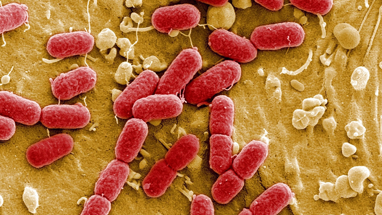 เชื้อดื้อยา...ข้อกังขาถึงที่มา และการปฏิบัติ (ตอน 1)