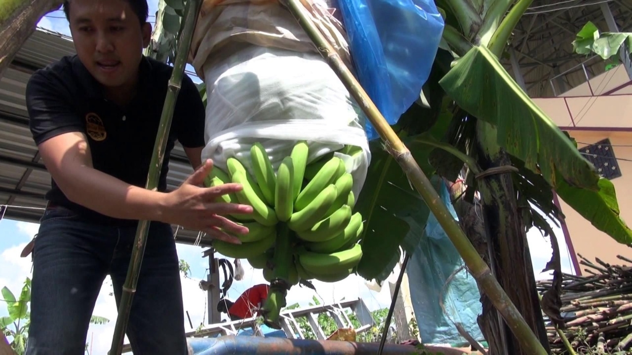 สหกรณ์การเกษตรท่าช้าง หนุนเกษตรกร ปลูกกล้วยหอมเขียวส่งนอก