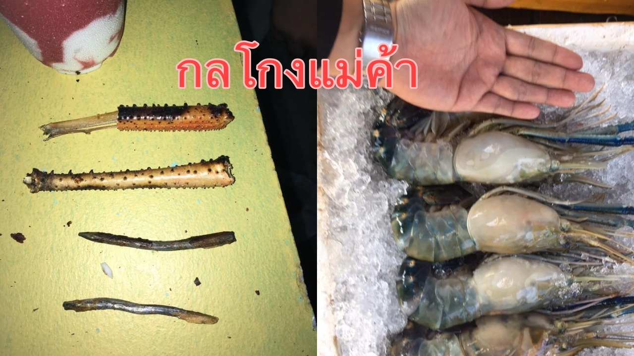 แม่ค้ามิจฉาชีพ! กุ้งยัดตะกั่ว ตลาดชายแดนแม่สอด ถ่วงน้ำหนักแหกตา