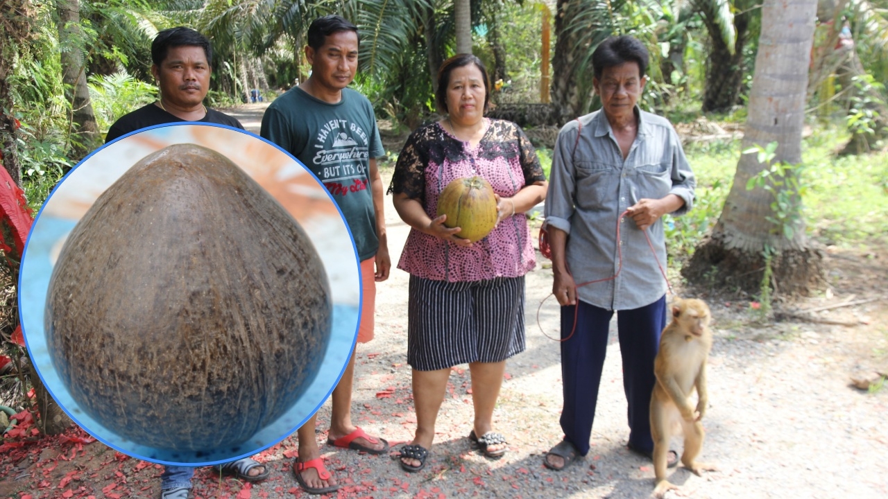 กะลามหาอุด มะพร้าวพิเศษหายากสุดๆ ไร้ปาก ไร้ตา ลูกเดียวครึ่งหมื่น  