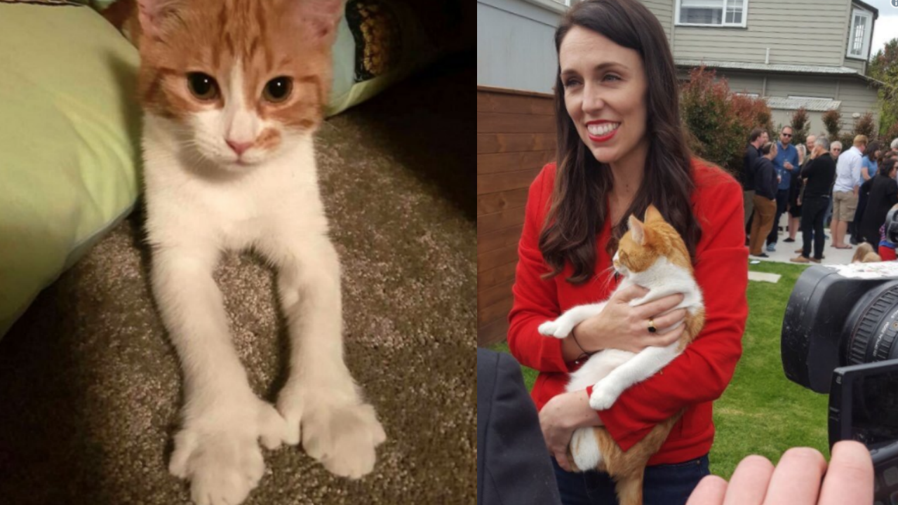 คนรักแมวเฮ  ‘First Cat’ ของนายกฯหญิงคนใหม่ นิวซีแลนด์ 