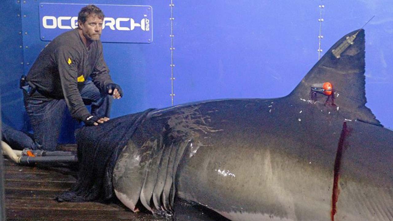 วิจัยปลาฉลามขาวว่ายน้ำได้ไกลและลึกกว่าที่คิด