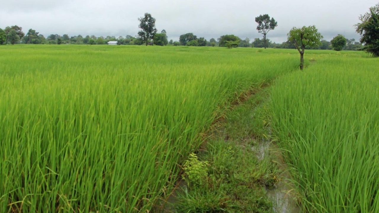 เมินอาชีพรัฐหนุน กระอักต้นทุนสูง เกษตรกร แห่คืนที่ดิน ส.ป.ก. กว่า 10%