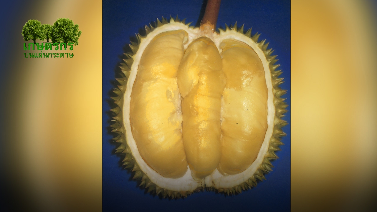 “ทุเรียนเม็ดในยายปราง” หวานมันราคาดี