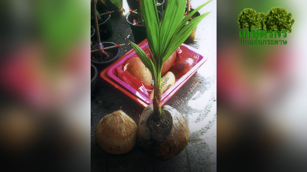“มะพร้าวกะทิโบราณ” ปลูกก่อนจะสูญพันธุ์