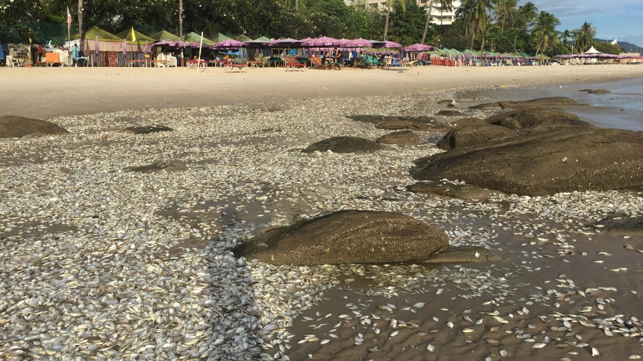 นักท่องเที่ยวตกใจ โพสต์ภาพปลาตายเกลื่อนหาดหัวหิน จี้หน่วยงานตรวจสอบ