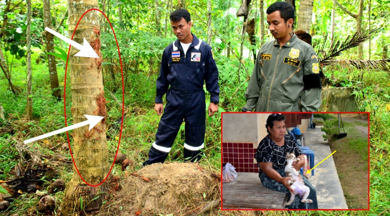 ผวาไม่กล้าออกจากบ้าน! หมีอาละวาดตะปบแมวสลบ ทำลายพืชสวนเสียหาย