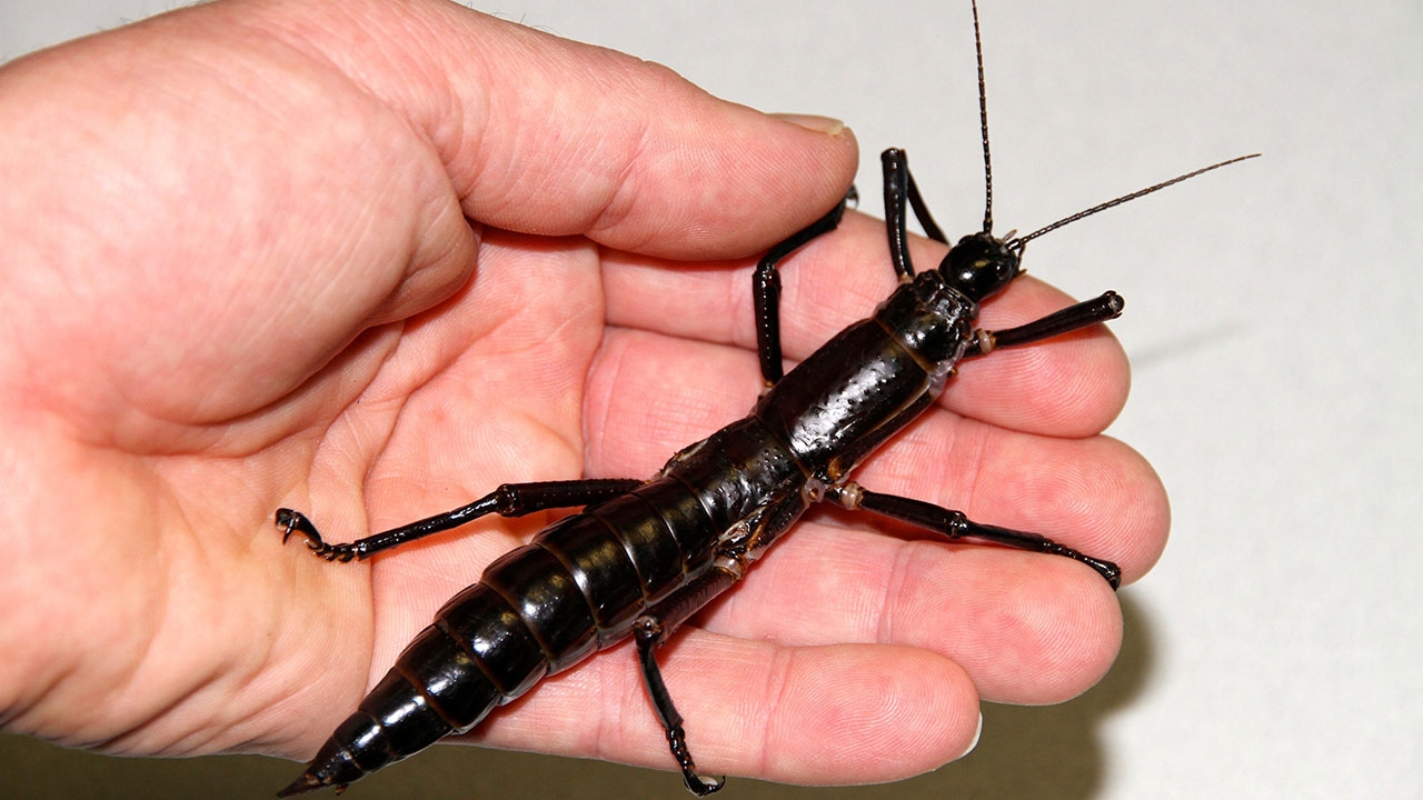 ตั๊กแตนกิ่งไม้หายากในออสเตรเลีย ยังไม่สูญพันธุ์