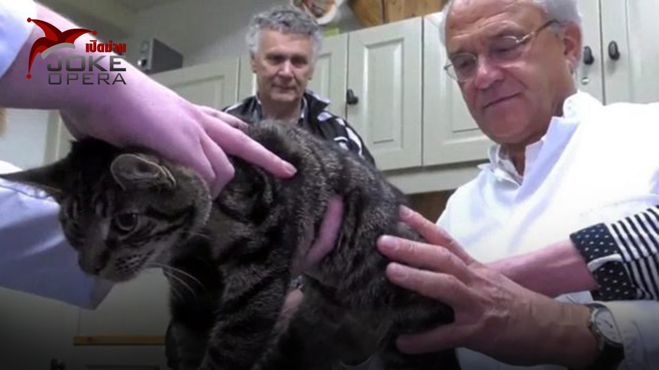 แมวห้าขาเป็นวิฬาร์โชคดี