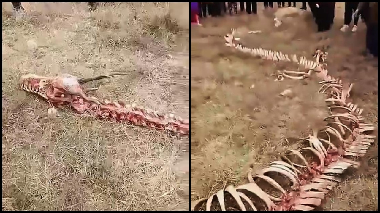 อึ้ง! จีนพบโครงกระดูกปริศนายาว 60 ฟุต ชาวบ้านเชื่อเป็นกระดูก ‘มังกร’ (คลิป)