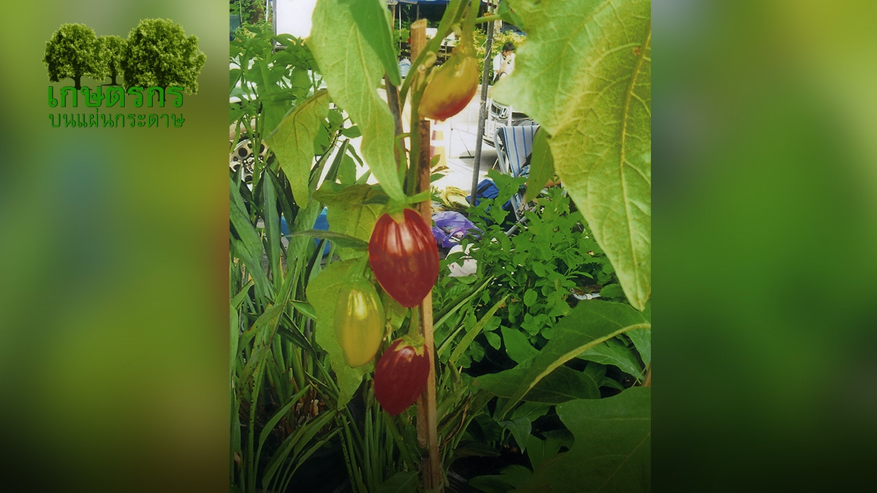 “มะเขืออินโด” กินได้สีผลสวย