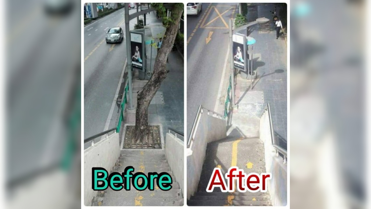 ออนไลน์แชร์ภาพ รื้อต้นไม้ขวางสะพานลอย แต่ไม่วายเจอดราม่าซ้ำ! 