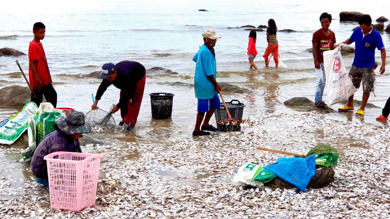 น้ำเบียดที่หัวหิน ทำปลาลอยตายเกลื่อน เทศบาลเร่งเก็บก่อนเหม็นเน่า