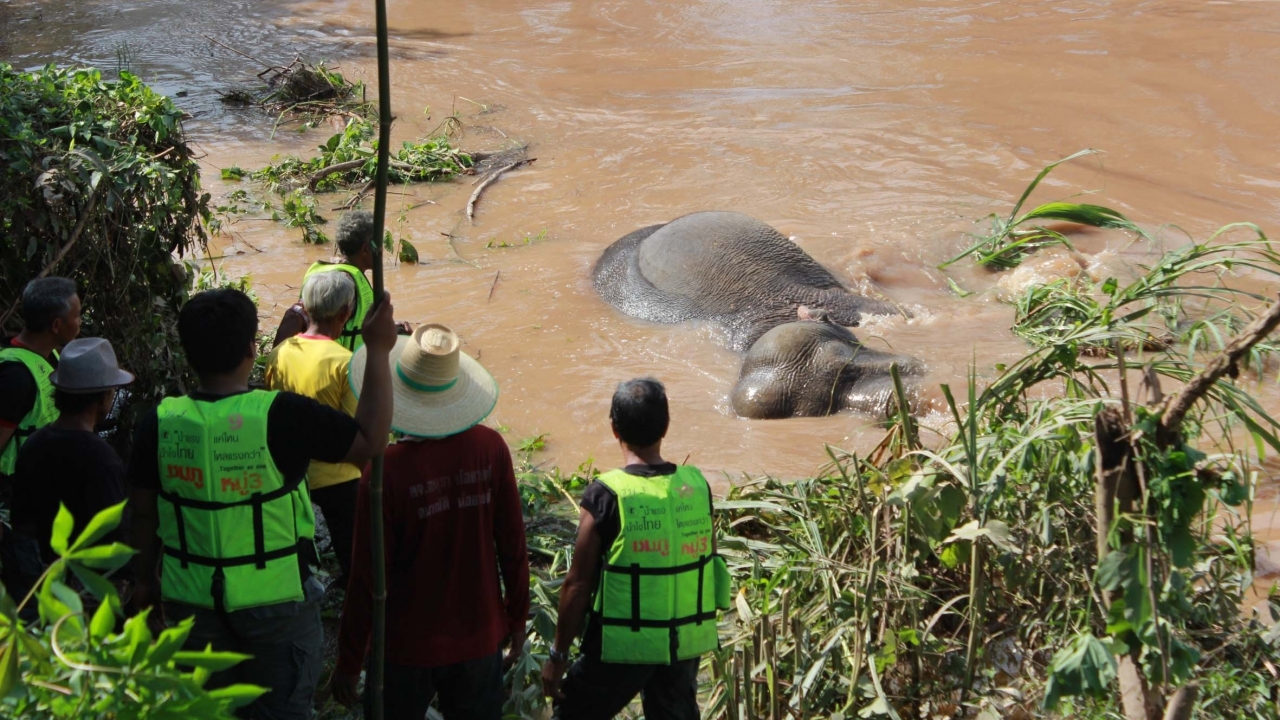 ลูกช้างหายใจรวยริน! ถูกน้ำป่าซัดมาติดคลองชมพู จนท.เร่งเข้าช่วย