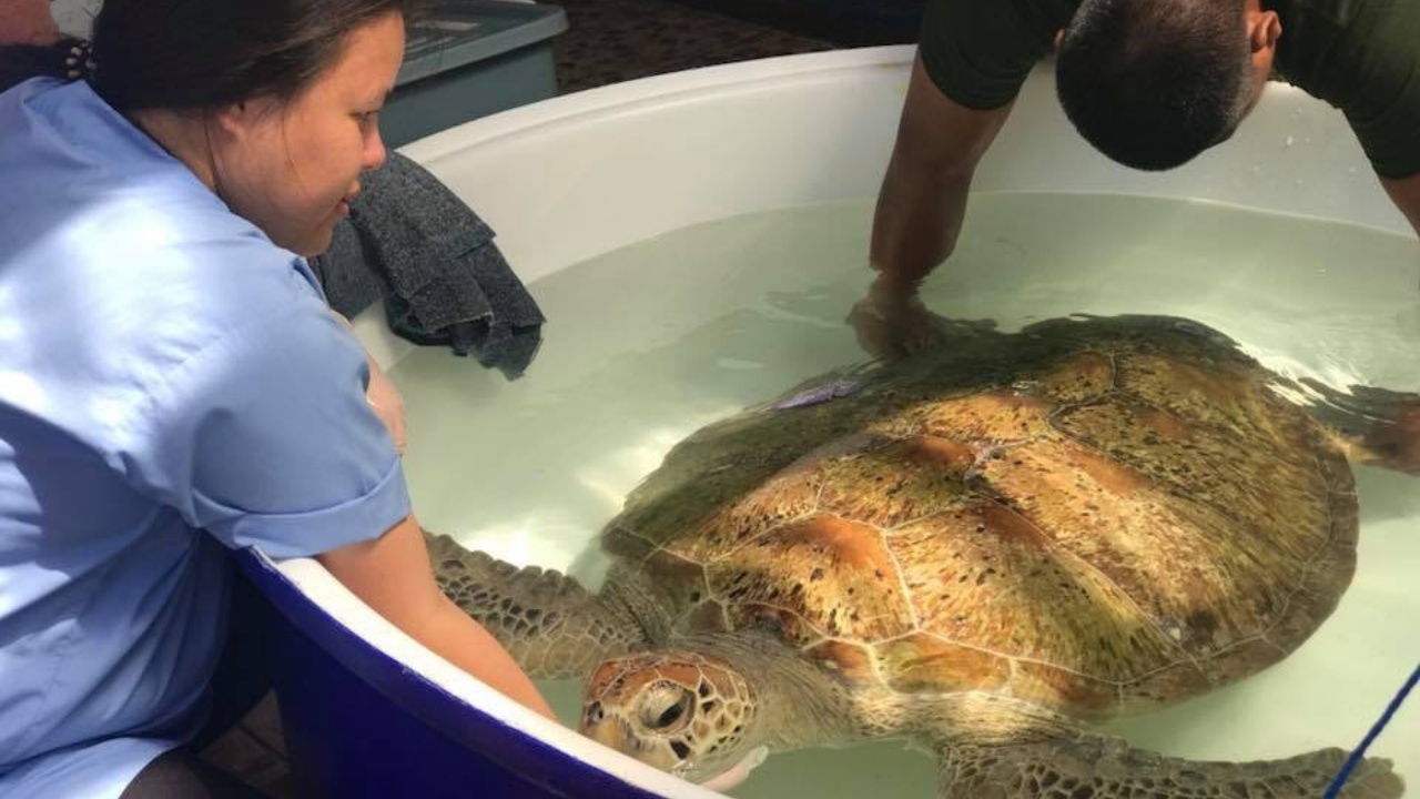 สิ้นใจแล้ว 'เจ้าแสมสาร' เต่าตนุ กินขยะมูลฝอยเต็มท้อง