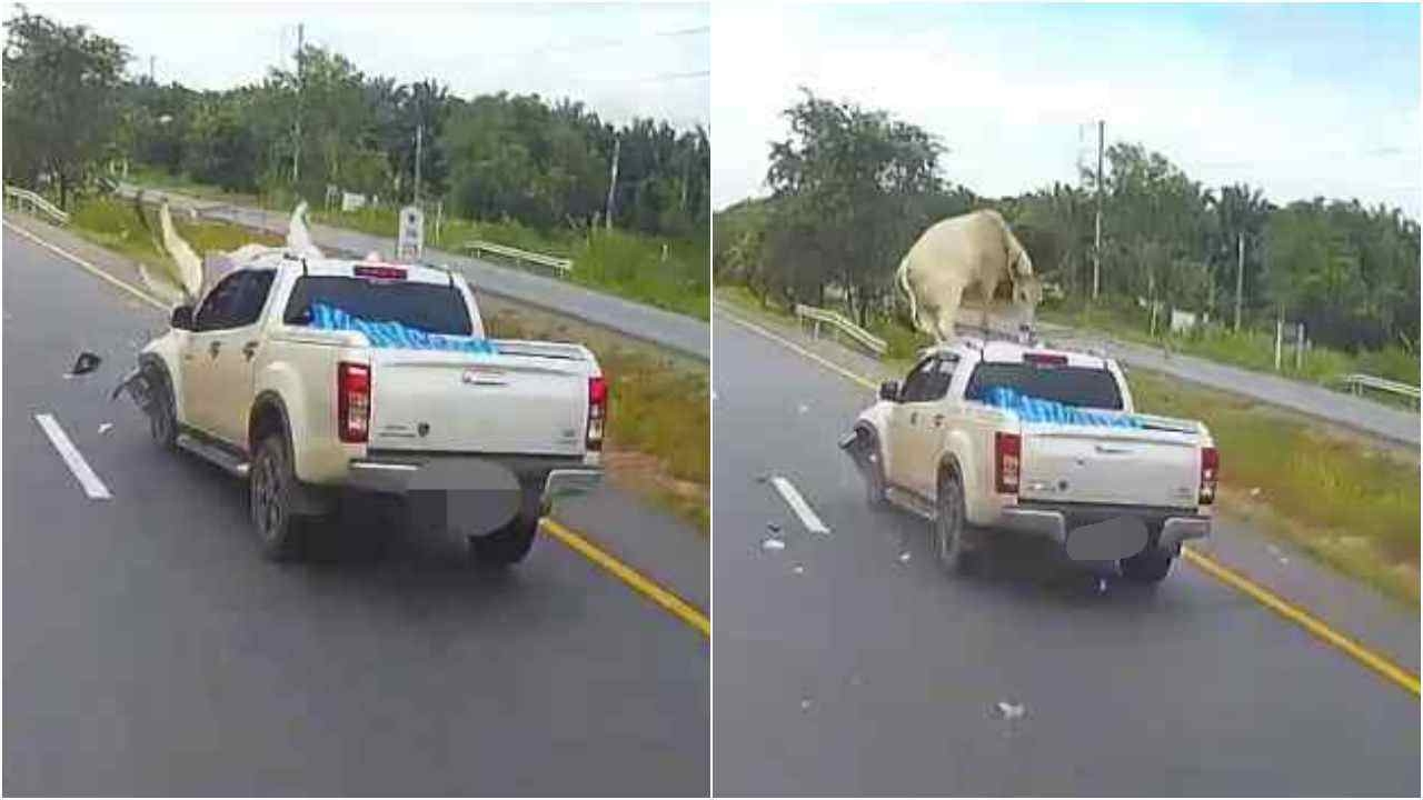 อุทาหรณ์เลี้ยงสัตว์ใกล้ถนน เปิดภาพวินาทีระทึกกระบะพุ่งชนวัวอย่างแรง (คลิป)