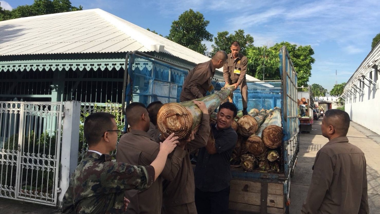 บวงสรวงตัดกล้วยตานี 50 ต้น เตรียมทำเครื่องสด ประดับพระจิตกาธาน