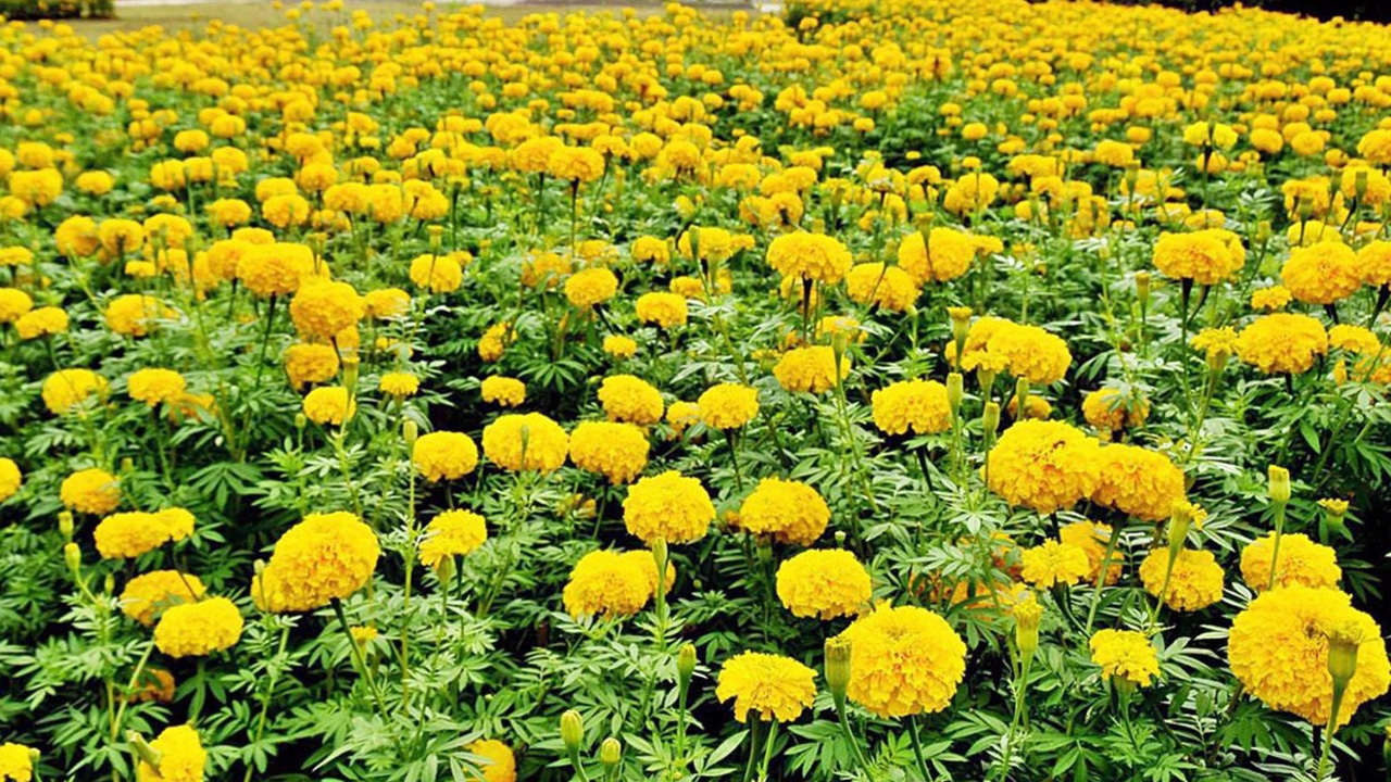 ดอกดาวเรืองอร่าม ถนนบรมราชชนนี