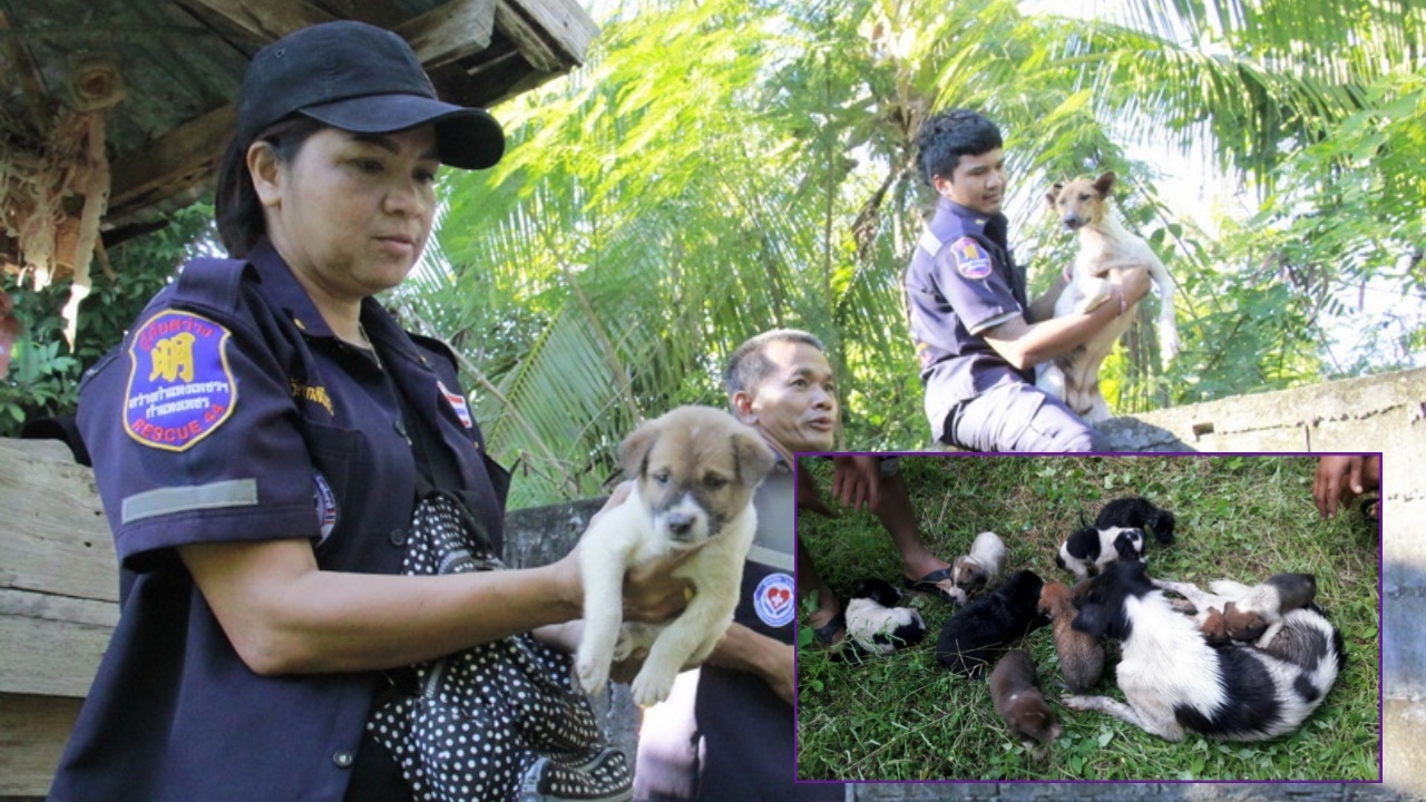 พรานกระต่ายน้ำท่วมนาน แม่หมาประสบภัย ร้องลั่นติดในโกดัง ลูกอีก 11 ตัว
