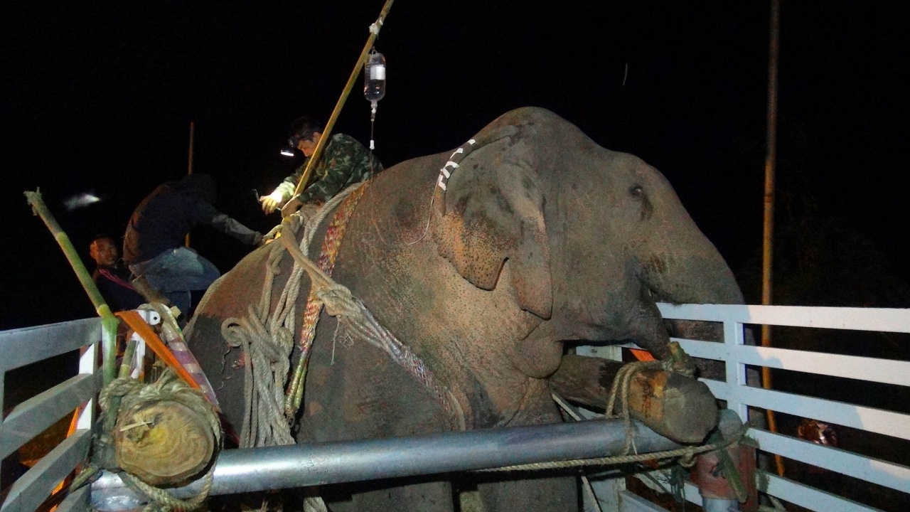 ‘ธารา’ ช้างป่าตกน้ำ ถึงสถาบันคชบาลลำปางแล้ว สัตวแพทย์เตรียมรักษา