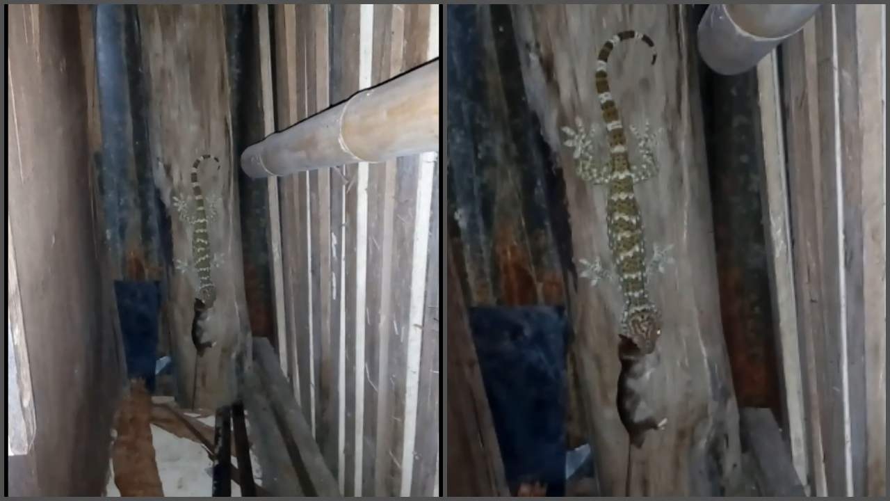 เลิกเลี้ยงแมวได้เลย! เขาเป็นใคร ทำไมต้องมาช่วยจับหนู (คลิป)