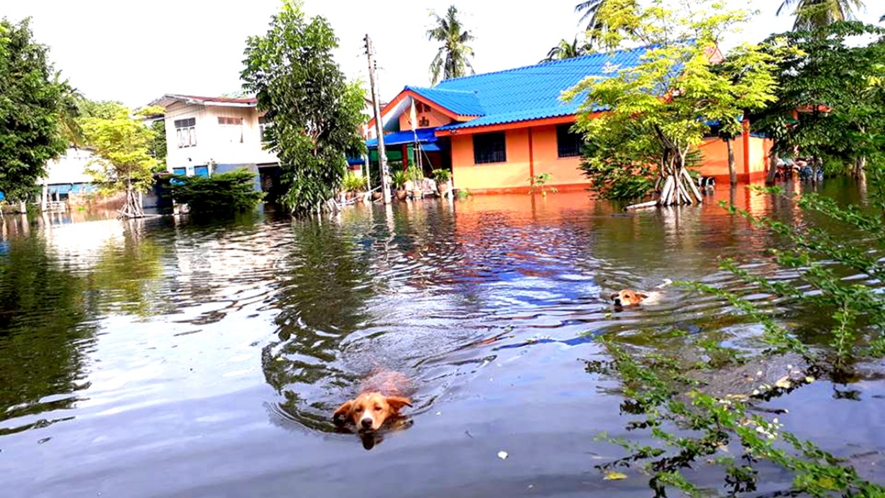 ท่วมหนักสุดในรอบ20ปี เร่งกู้ตาคลี อ่วม3ตำบล แม้แต่สุนัขยังหนี  