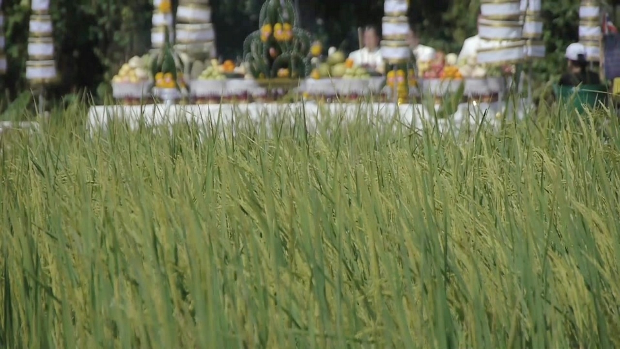 อัญเชิญพระแม่โพสพ 8,999 ต้น จัดแสดงนิทรรศการ รอบพระเมรุมาศจำลอง