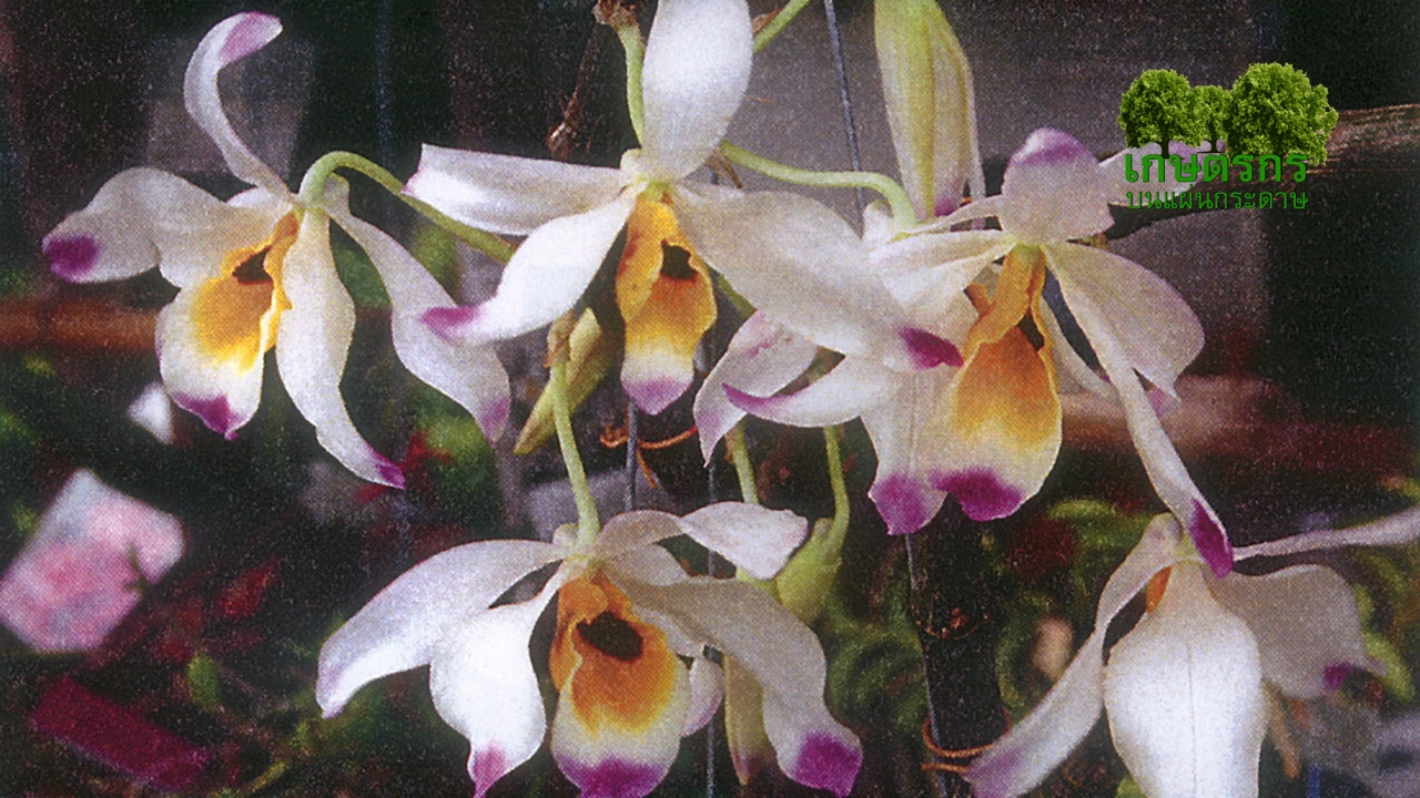 “เอื้องมณีไตรรงค์เวียดนาม” ออกดอกคนละช่วงกับของไทย