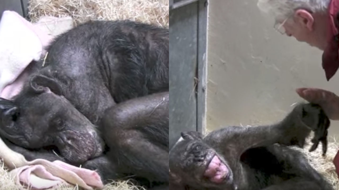 น้ำตาจะไหล ลิงชิมแปนซี ไม่เคยลืม‘เพื่อนเก่า’ มาเยี่ยมตอนป่วยหนัก (คลิป)