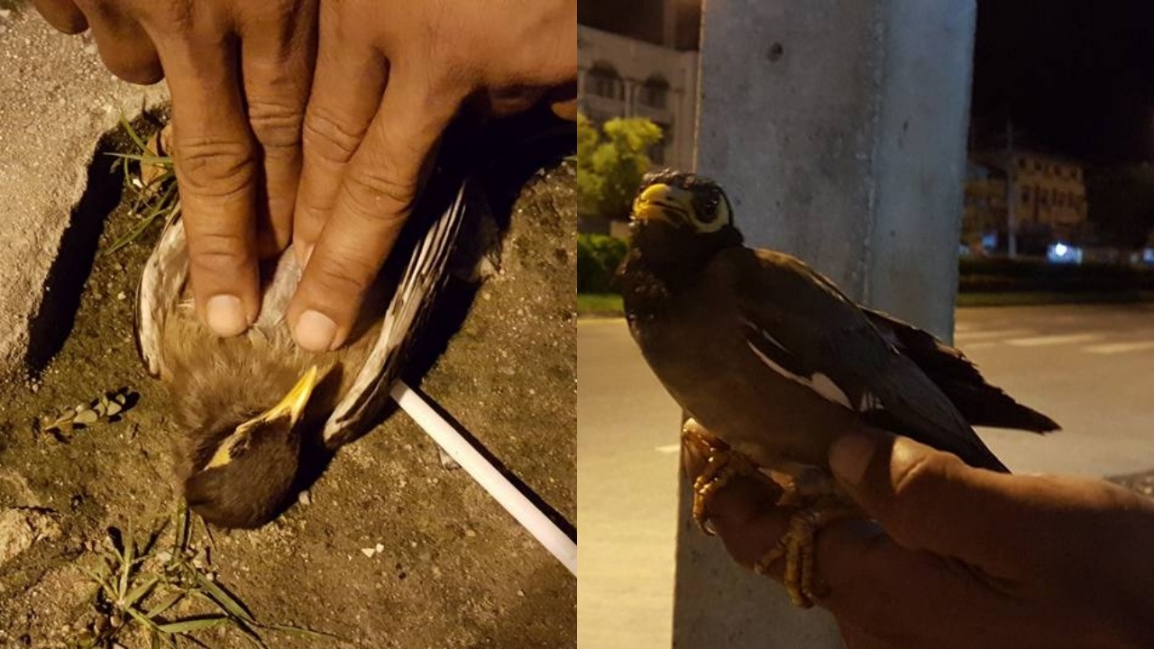 ปั๊มหัวใจนกเอี้ยงฟื้น! หนุ่มอาสารุดช่วยหลังโดนไฟช็อตตกจากเสา