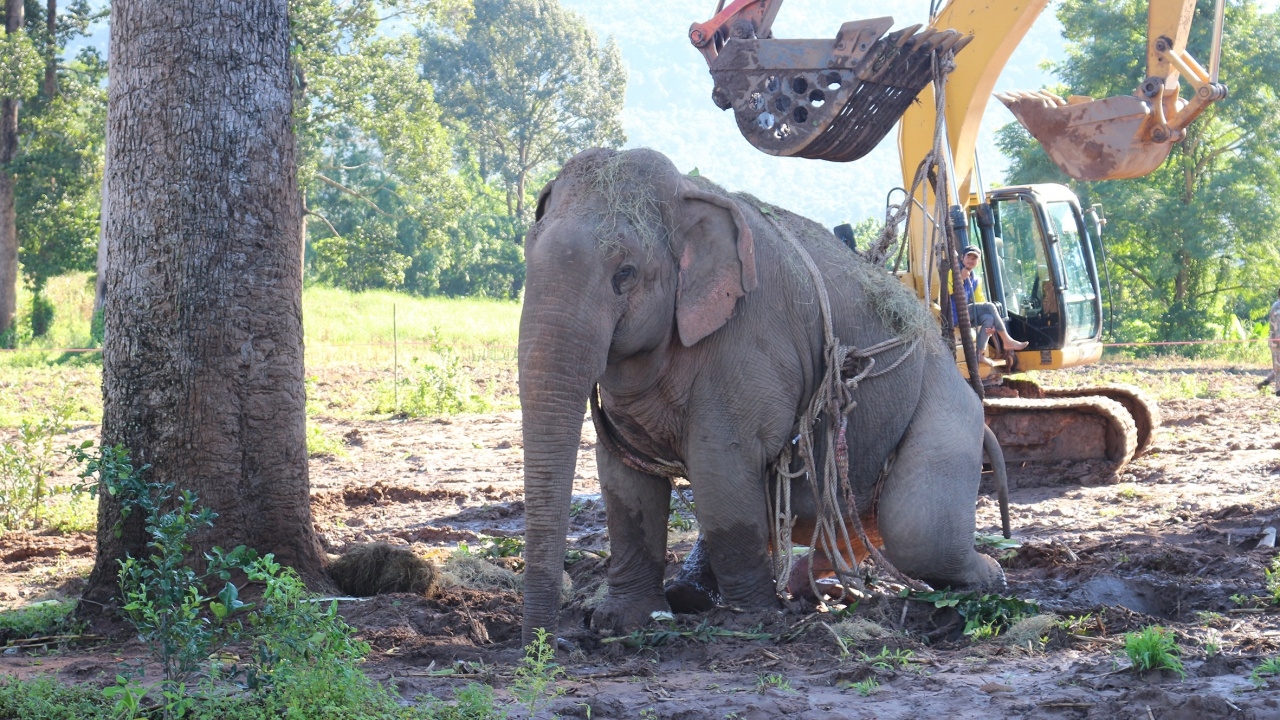 ช้างป่าพลัดตกน้ำ ขาเจ็บ ชี้ นิสัยค่อนข้างดุ หากใช้รถขนหวั่นอุบัติเหตุ 