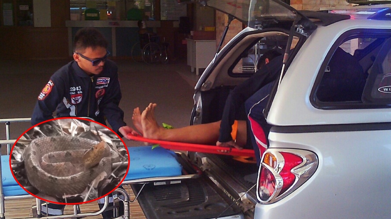 ห้ามหลับ! งูกะปะกัดขา ด.ช. ม.3 พ่อเรียกให้ตื่นตลอด ฉีดเซรุ่มช่วยรอด 