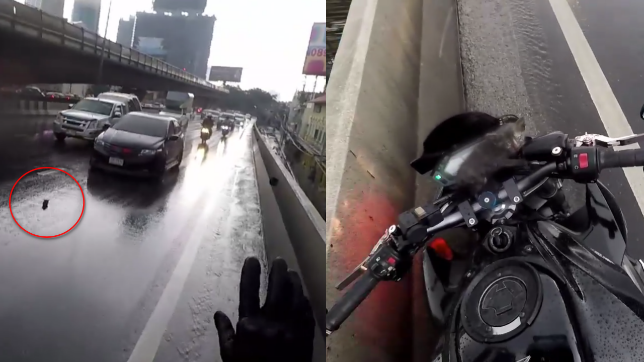เกือบโดนเหยียบแล้วนะเจ้าหมียว! หนุ่มจอดบิ๊กไบค์ช่วยลูกแมวกลางสะพาน