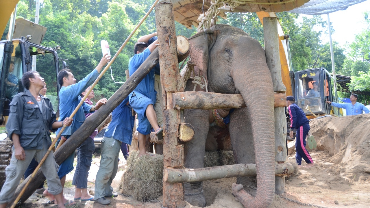 จากพลายธารา มาเป็นสีดอชมพู ขอคนไทยส่งใจช่วยช้างตกคลอง ให้หายดีเดินได้