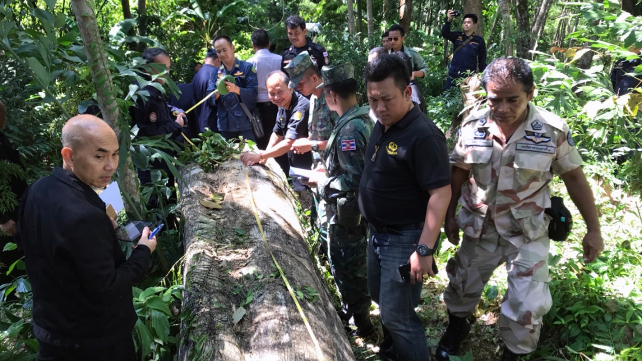 มอดไม้โค่นต้นกฤษณา 4 ต้น ในสวนป่าบางขนุน จนท.ภูเก็ตพบหนีไปไม่ทันลาก