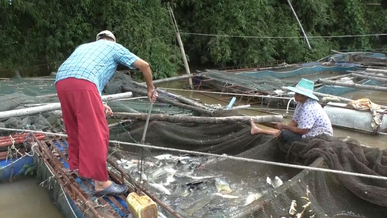 น้ำเจ้าพระยาไหลเชี่ยว เกษตรกรชัยนาทเดือดร้อน ปลากระชังตายอื้อ  