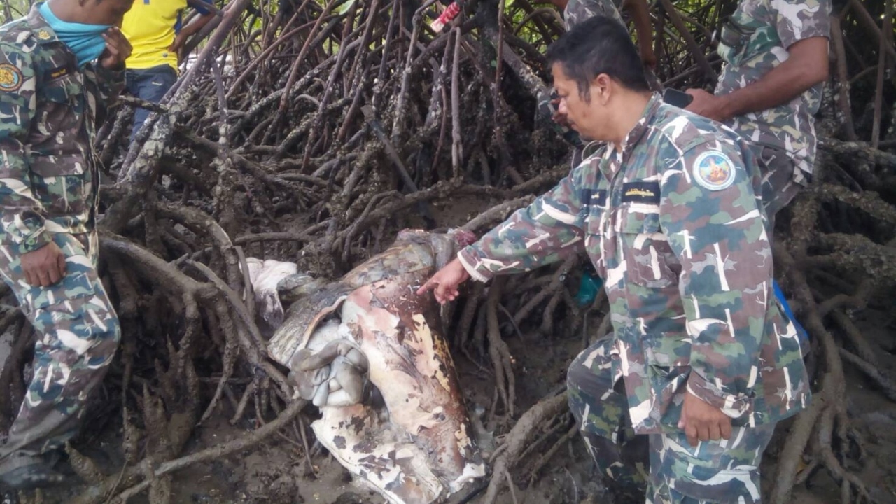 เลวร้าย!! พะยูนถูกตัดหัว แล่เนื้อ เลาะกระดูก มัดกับต้นไม้ บนเกาะลิบง