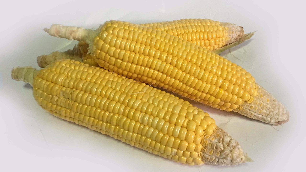 นักวิจัยมะกันคิดค้นข้าวโพดอุดมโปรตีน