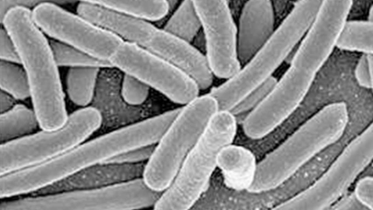 เชื้อดื้อยา...ข้อกังขาถึงที่มาและการปฏิบัติ (ตอน 2)