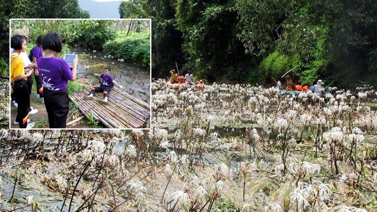 ขยายพันธุ์ "พลับพลึงธาร" ไม้น้ำไทยหนึ่งเดียวในโลก