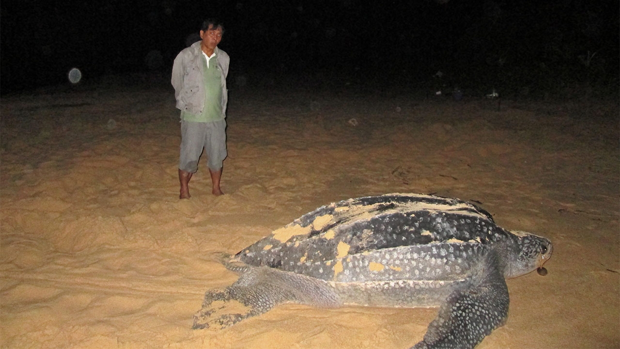 แฉทะเลไทย! ไร้เต่ามะเฟือง ไม่ขึ้นหาดหาที่วางไข่มา 4 ปีแล้ว หวั่นเกรงสูญพันธุ์!