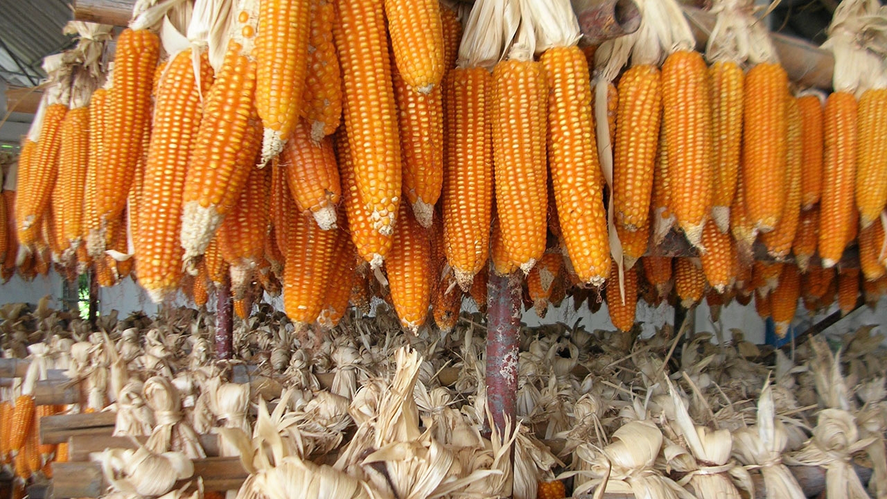 ซีพีเอฟหนุนเกษตรกรใช้“บัลลังก์โมเดล”ประกันราคารับซื้อข้าวโพดโลละ7.90 บ.