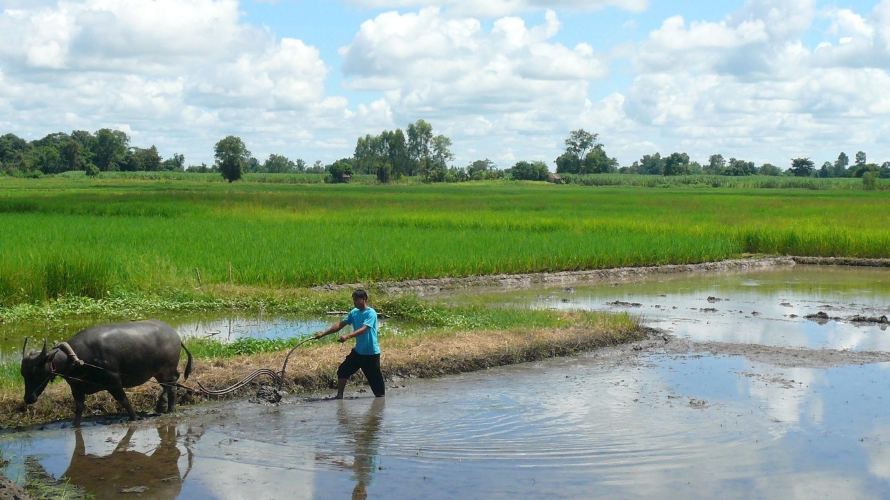 ครม.ไฟเขียวงบ 1.6 พันล้าน ลดปลูกข้าว จ่ายชาวนาไม่เกินคนละ 3 หมื่นบาท