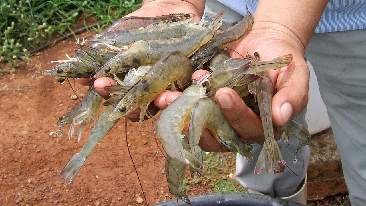 กุ้งไทยจมน้ำตายทำผลผลิตวูบ เอกชนลุ้น! ปี 60 ส่งออก 2 แสนตัน