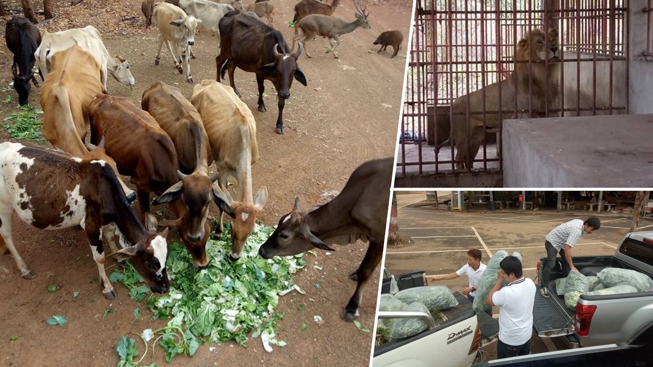 เหมือนรอความตาย... หนุ่มสาวขนผักให้สัตว์หิวโซนับร้อยตัวในวัดเสือ