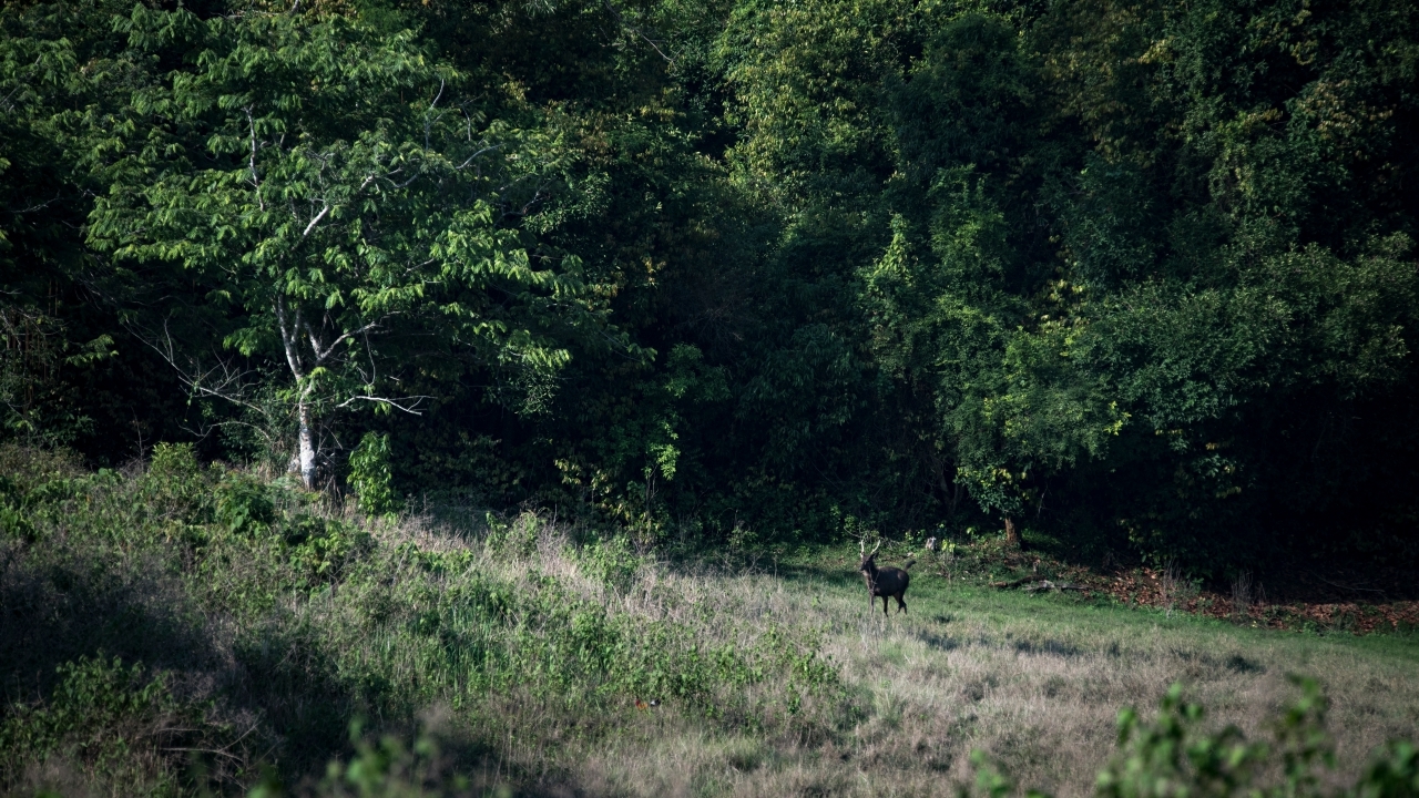 เจาะอาถรรพณ์ 10 เรื่อง ‘ทุ่งใหญ่นเรศวร’ ผืนป่าใหญ่แห่งตำนาน!