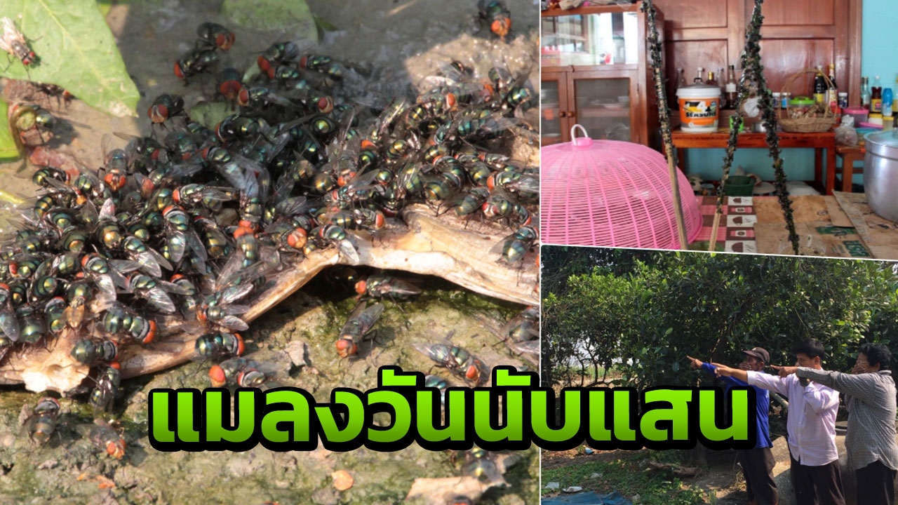 แหวะ! แมลงวันนับแสนบินว่อน กลิ่นเหม็นซากเน่า ชาวบ้านกินข้าวไม่ได้ย้ายหนี
