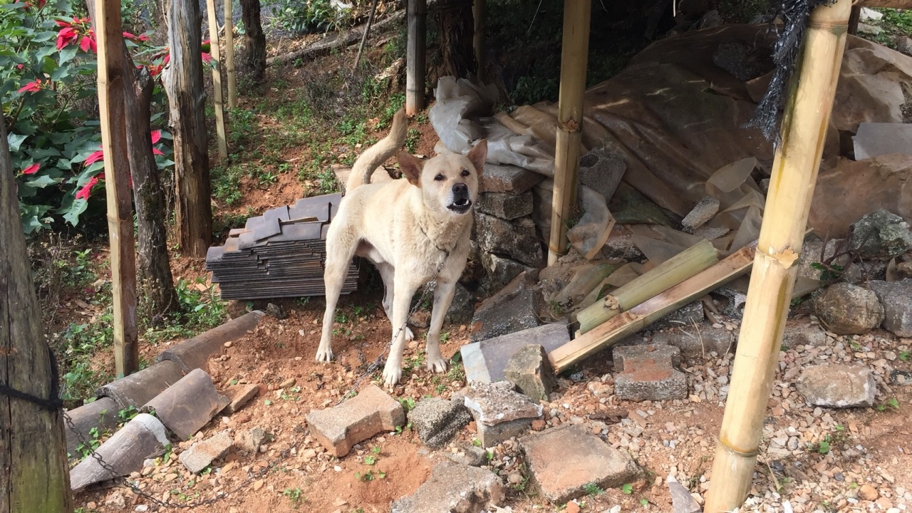 พิษสุนัขบ้าระบาดเพิ่ม อีกหมู่บ้านที่แม่ฟ้าหลวง ชาวบ้านขอกักเองแทนกำจัด